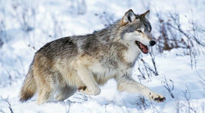 Lupi nel Parco Nazionale di Yellowstone: tutto quello che c'è da sapere
