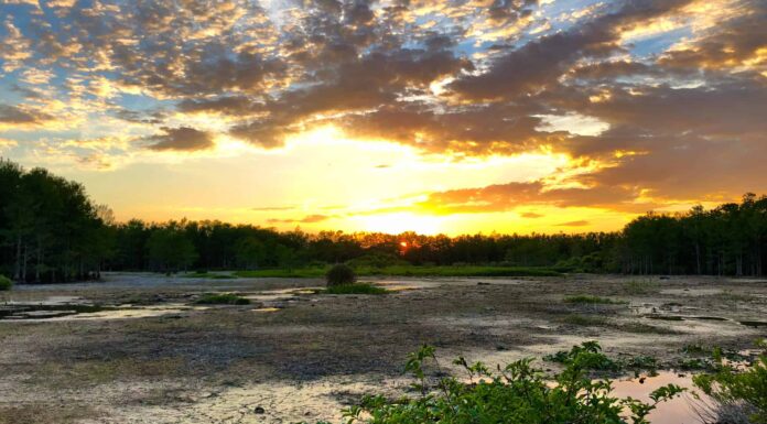 Il sentiero escursionistico più lungo della Florida
