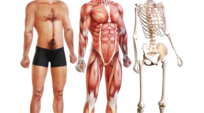 Qual è il muscolo più grande del corpo?
