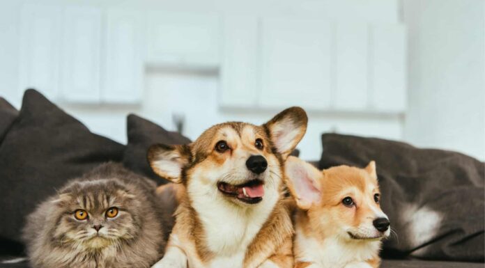 10 prodotti per animali da acquistare direttamente da Walmart
