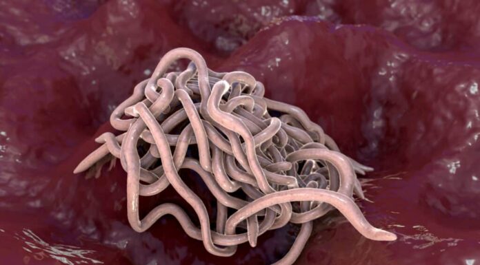 I 6 modi più comuni in cui i cani prendono i vermi (e come prevenirli)
