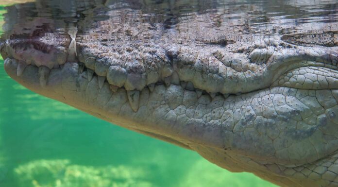 9 antichi dinosauri che erano come alligatori giganti
