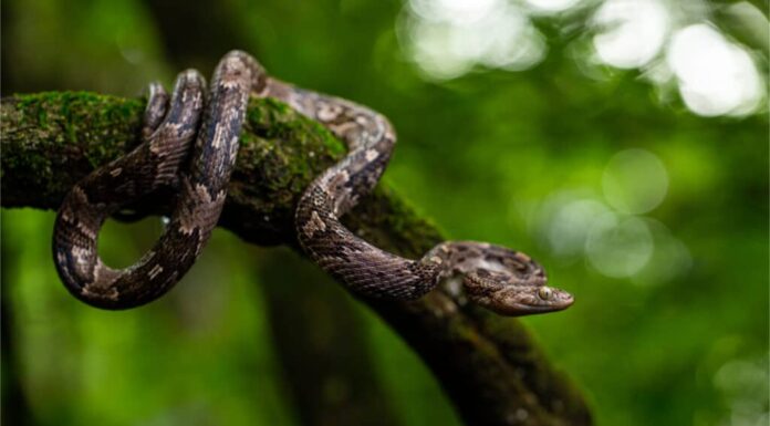 Scopri il serpente lira più grande mai registrato
