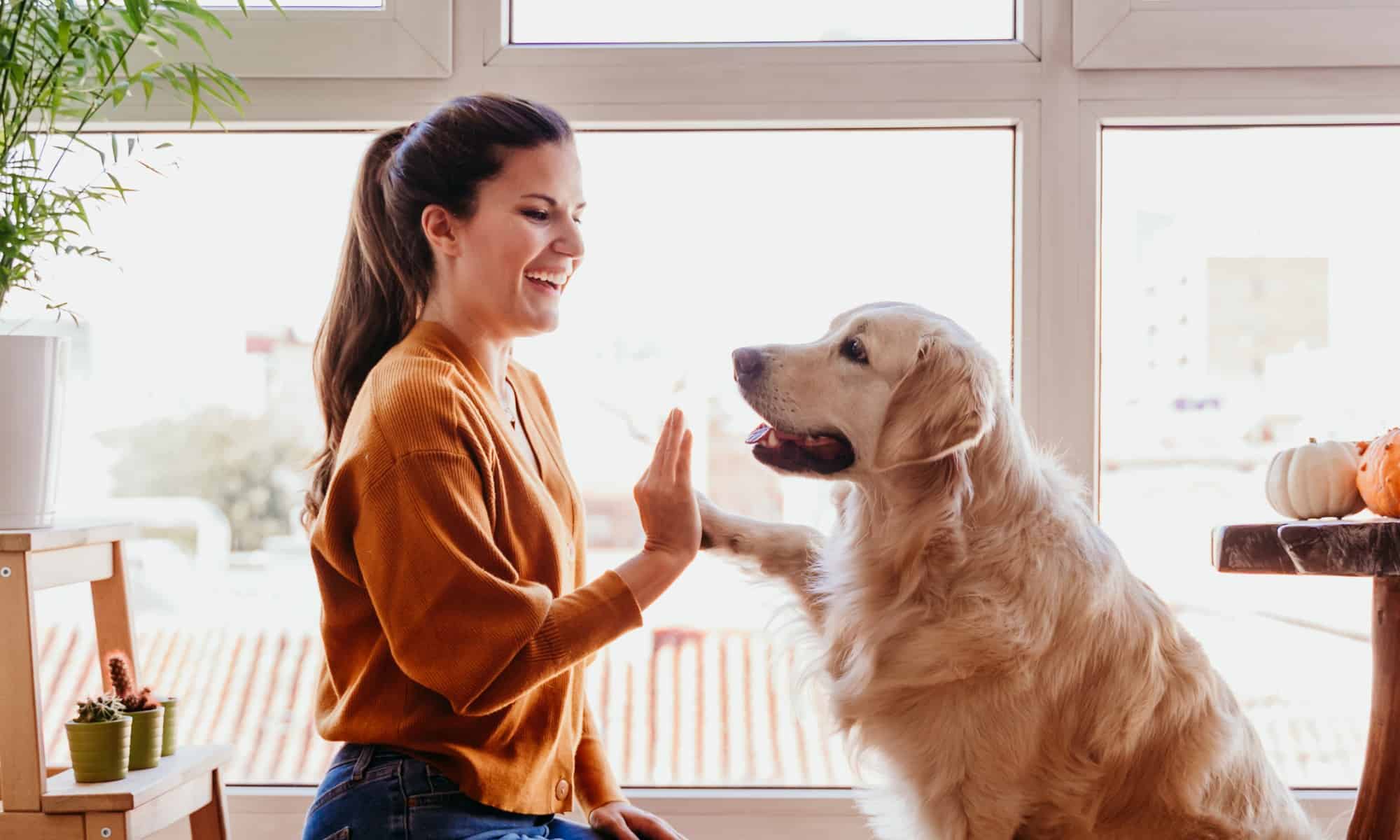 Perché i cani non possono parlare?  Parleranno mai?