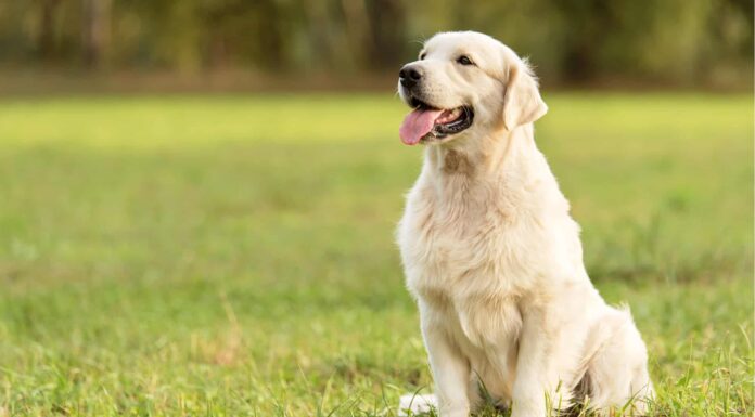 6 migliori parchi per cani a Kansas City
