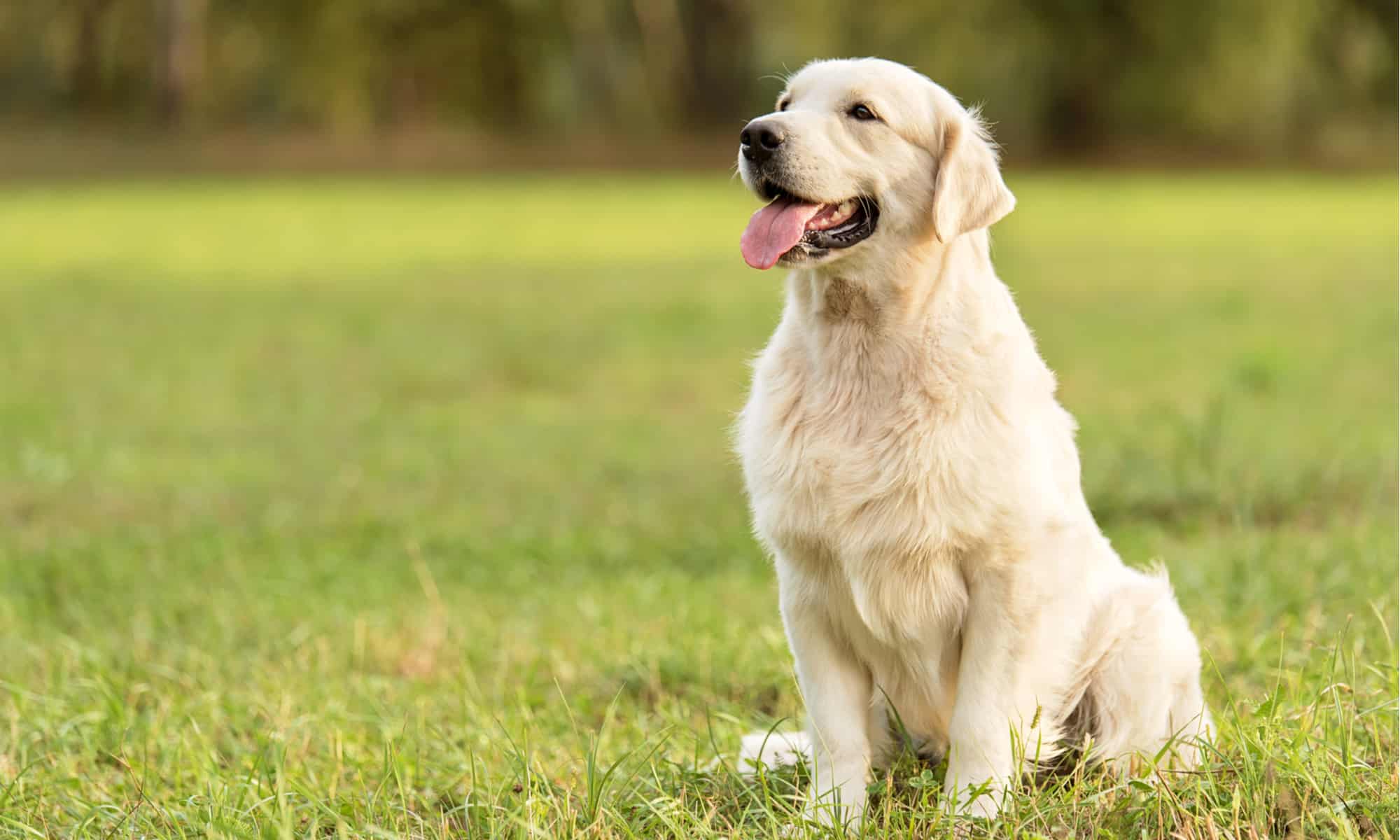 6 migliori parchi per cani a Kansas City