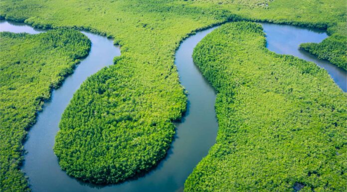 Scopri il serpente più grande trovato in Amazzonia
