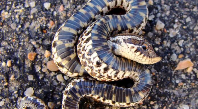 Cottonmouth vs Hognose Snake: qual è la differenza?
