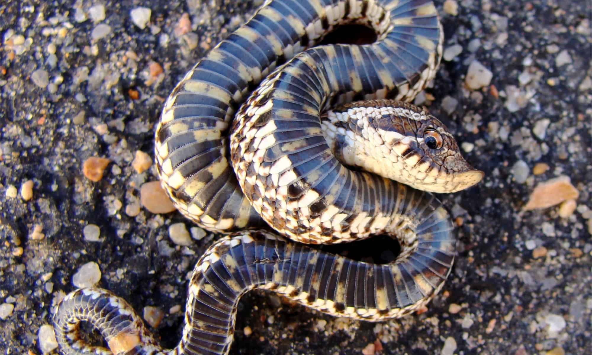 Cottonmouth vs Hognose Snake: qual è la differenza?