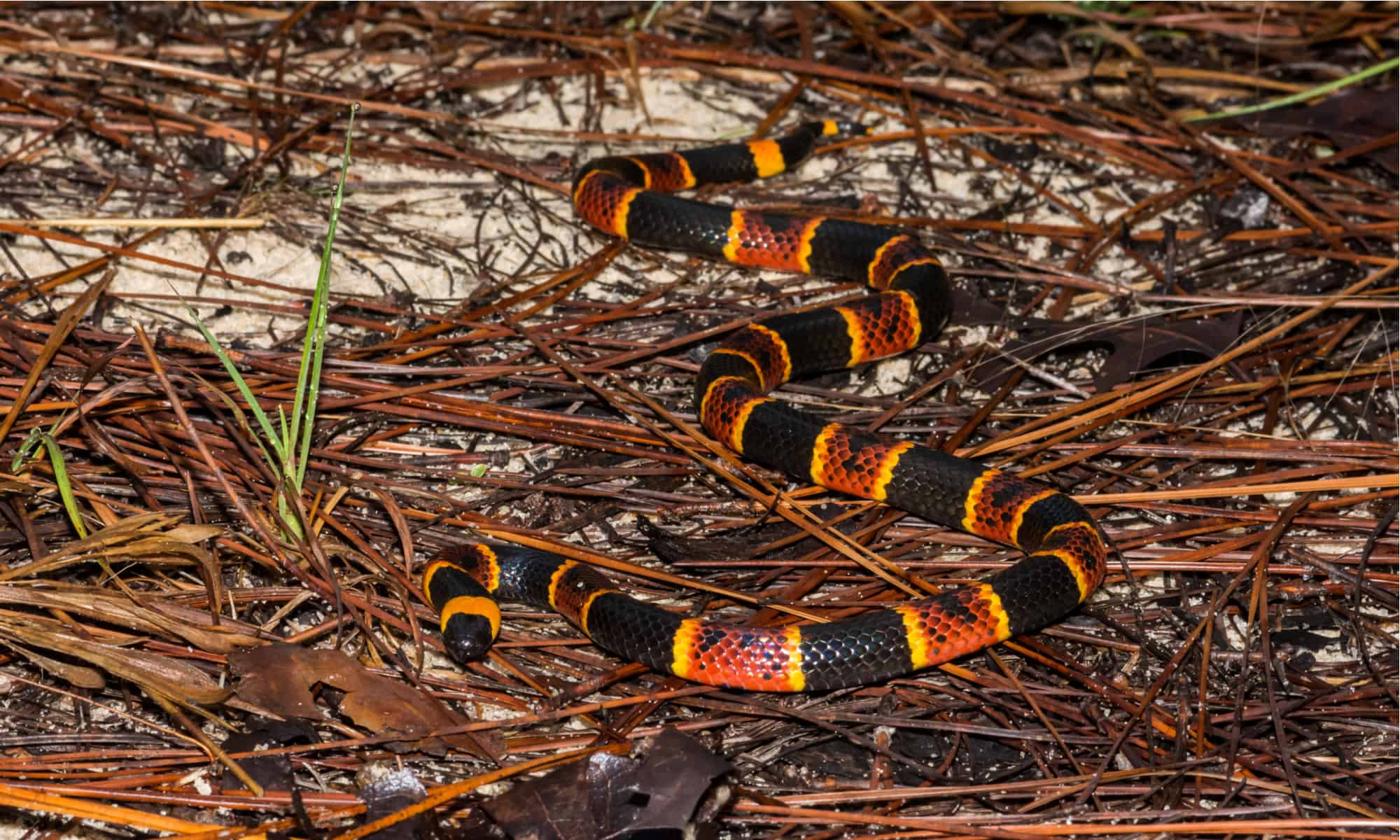 Coral Snake Rhyme: l'unica rima per evitare i serpenti velenosi