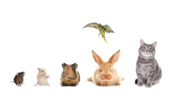 La migliore assicurazione per il tuo animale domestico esotico
