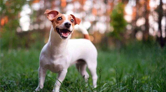 7 migliori parchi per cani a Raleigh
