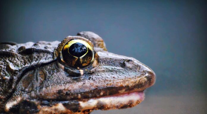 Rana Macchiata Dell'Oregon
