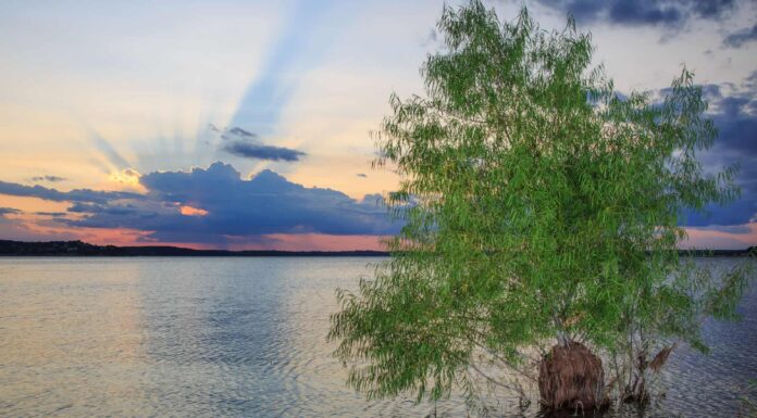 fallen timber by lake conroe