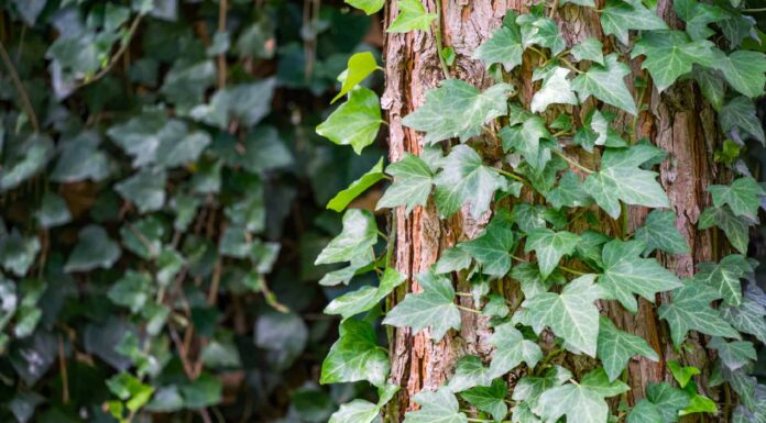 Lonicera japonica Japanese honeysuckle