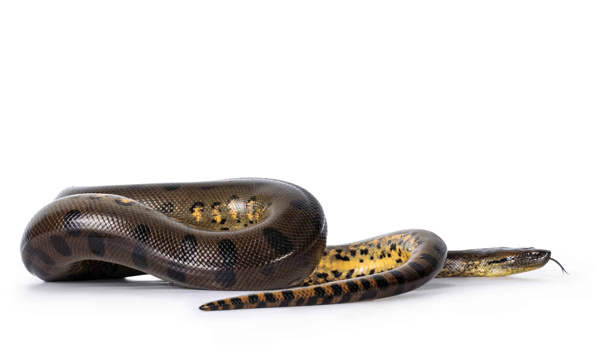 11 dei serpenti più spessi del mondo (uno è spesso 44 pollici!)