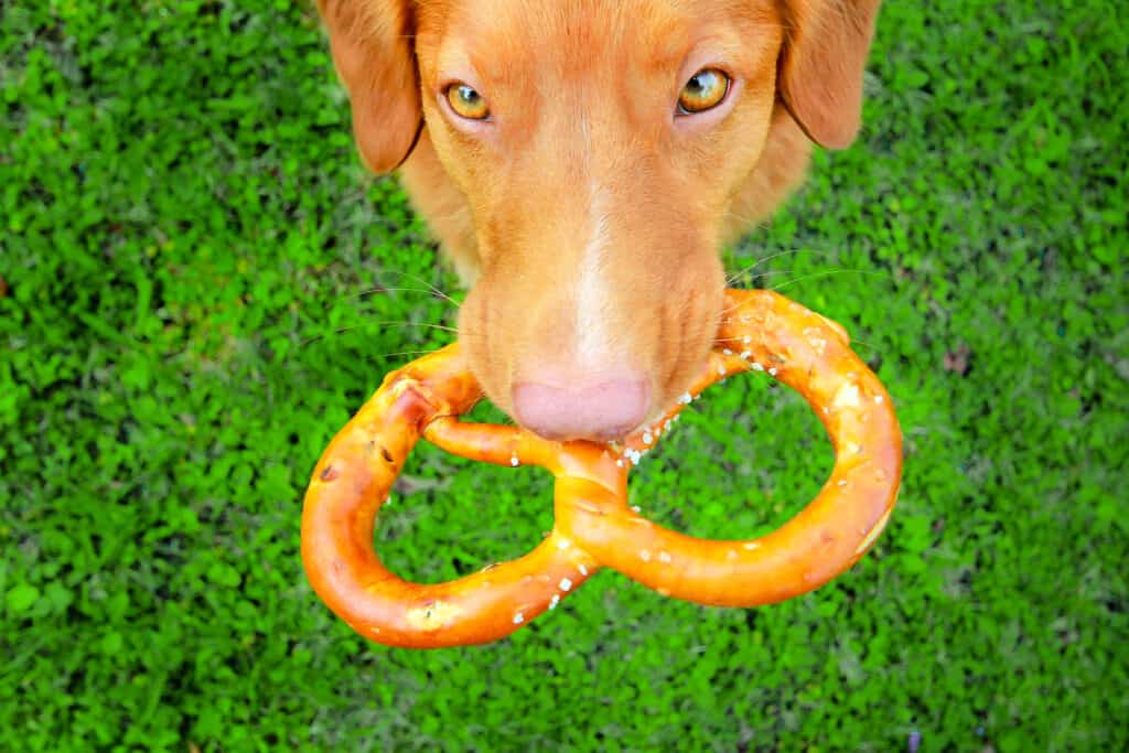 Dovresti lasciare che il tuo cane mangi i pretzel?  Dipende