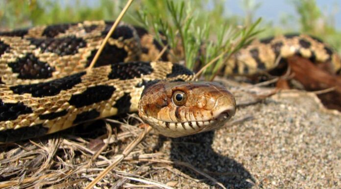 Scopri il serpente volpe più grande mai registrato
