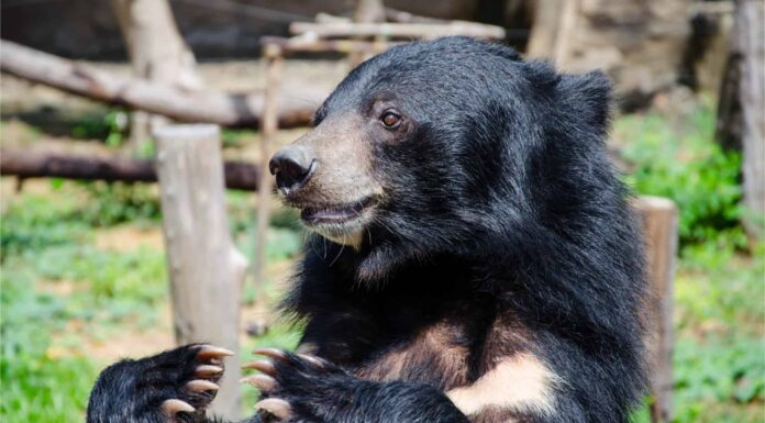 Quali orsi vivono in Giappone?
