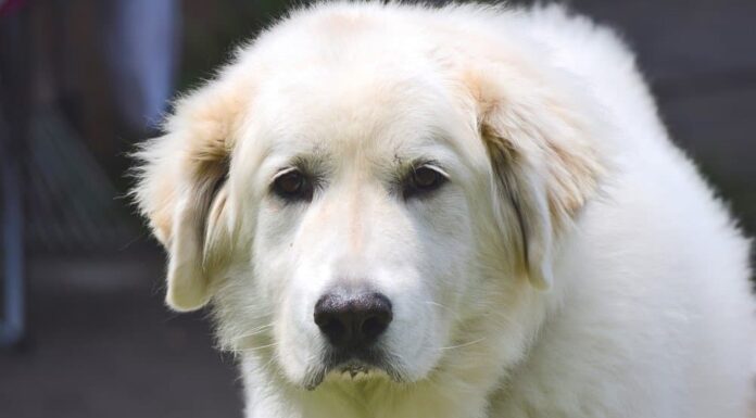 I Grandi Pirenei sono ipoallergenici?
