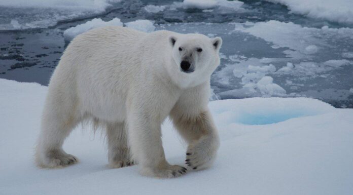 Gli orsi polari vivono in Alaska?

