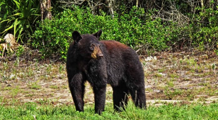 Ci sono orsi in Florida?
