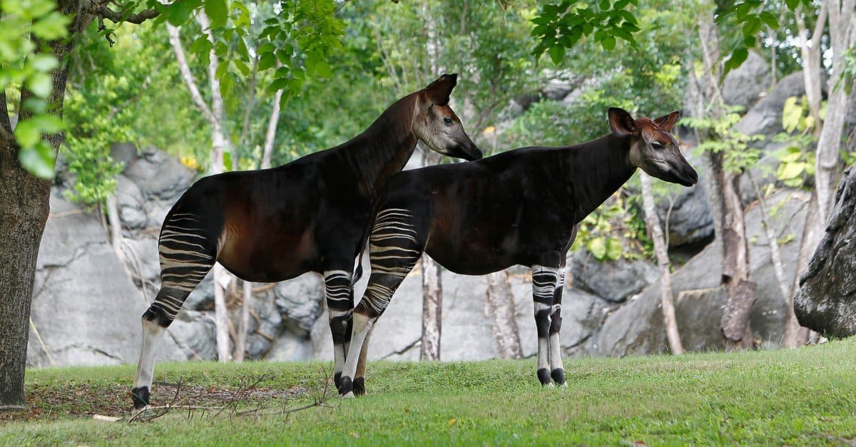 Okapi vs Zebra: quali sono le loro differenze?