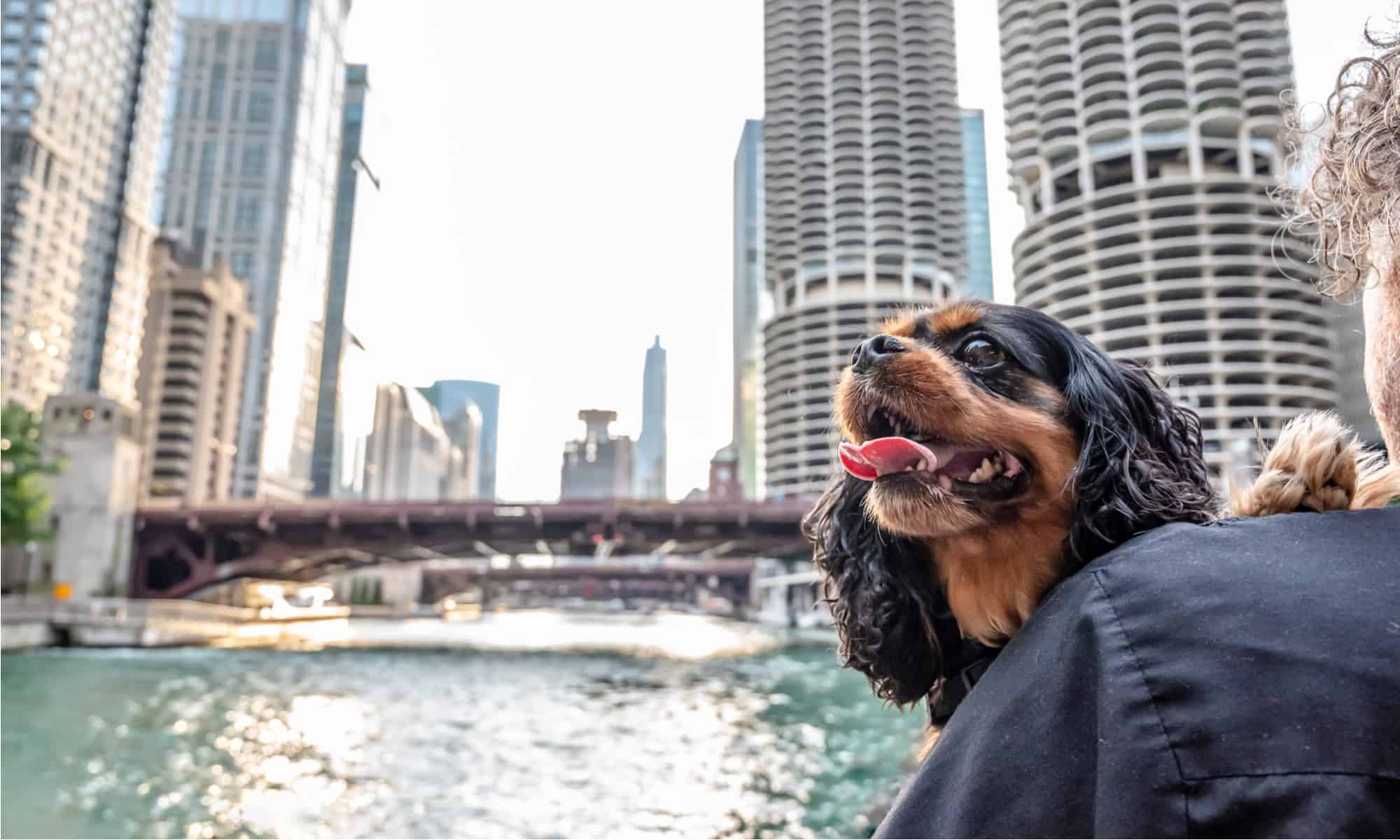 Perché Chicago è chiamata "The Windy City"?