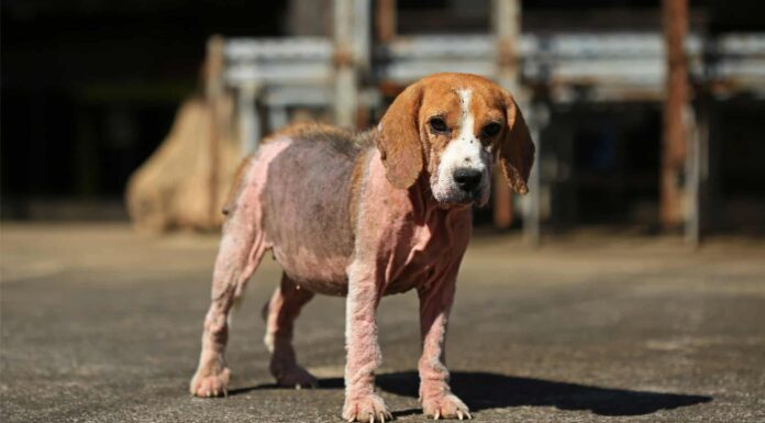 I 5 modi in cui i cani prendono la rogna e come aiutarli a guarire
