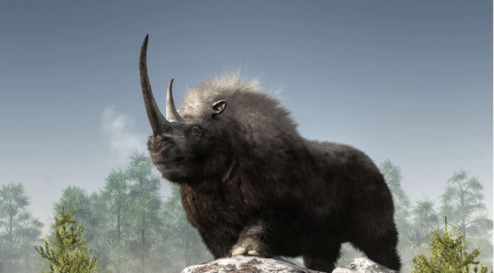 Scopri il rinoceronte lanoso da 6.000 libbre con un letale corno da 5 piedi
