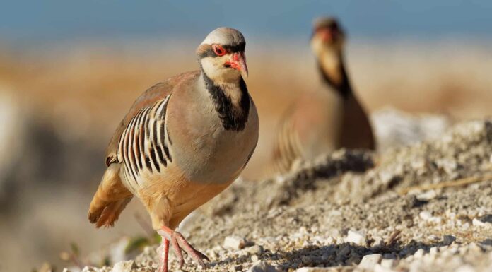 A The Best Nest Boxes Birds Will Actually Use for 2022