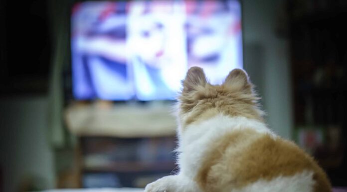 I cani guardano la TV per divertimento?
