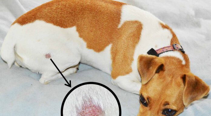 Tigna nei cani: come individuare, trattare e prevenire
