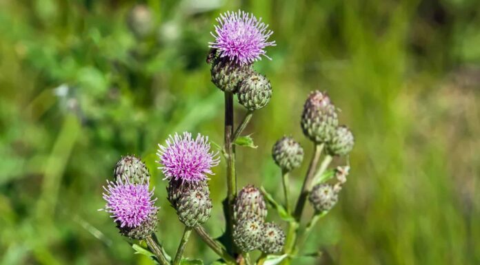 Eurasian Watermilfoil