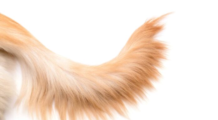  Perché i cani hanno la coda?  I motivi sorprendenti.
