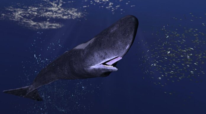 Capodoglio vs balenottera azzurra: 5 differenze chiave
