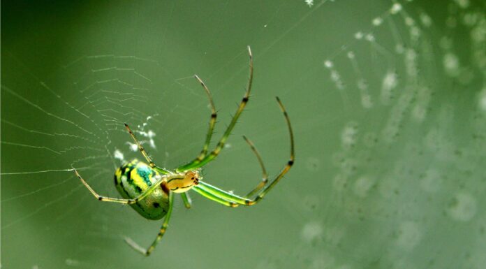 10 ragni nella Carolina del Sud
