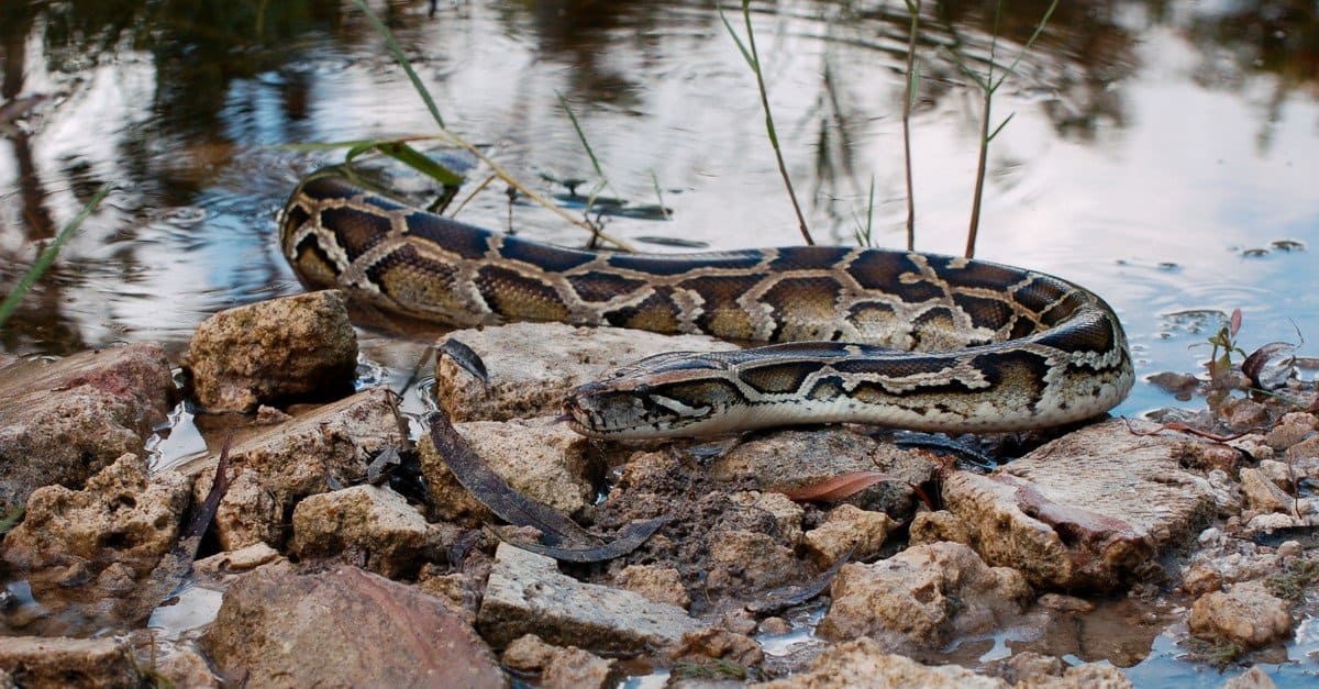 Scopri il serpente più grande della Florida