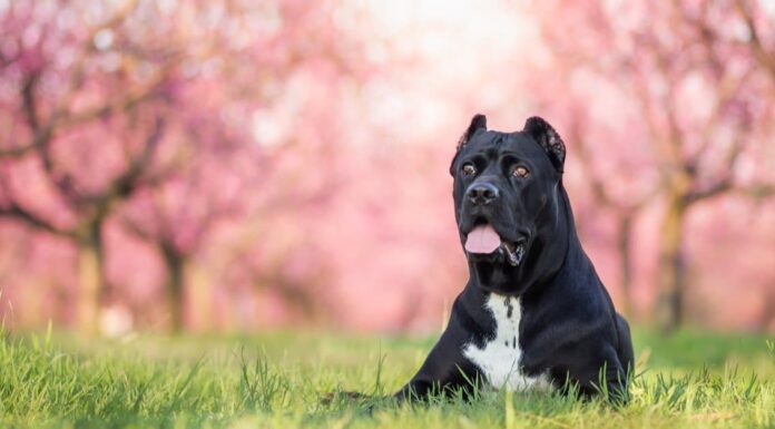 The Cane Corso VS The Dogo Argentino
