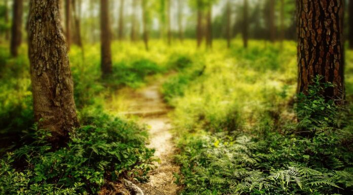 Lone Star Hiking Trail