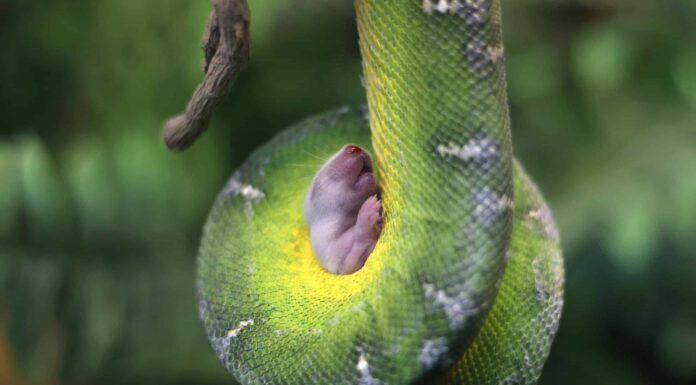 5 fantastici boa degli alberi che probabilmente non hai mai visto
