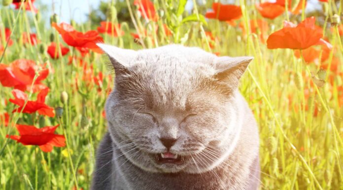 Perché i gatti starnutiscono?
