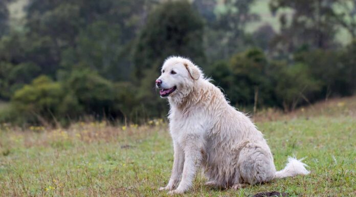 Kuvas contro Maremma
