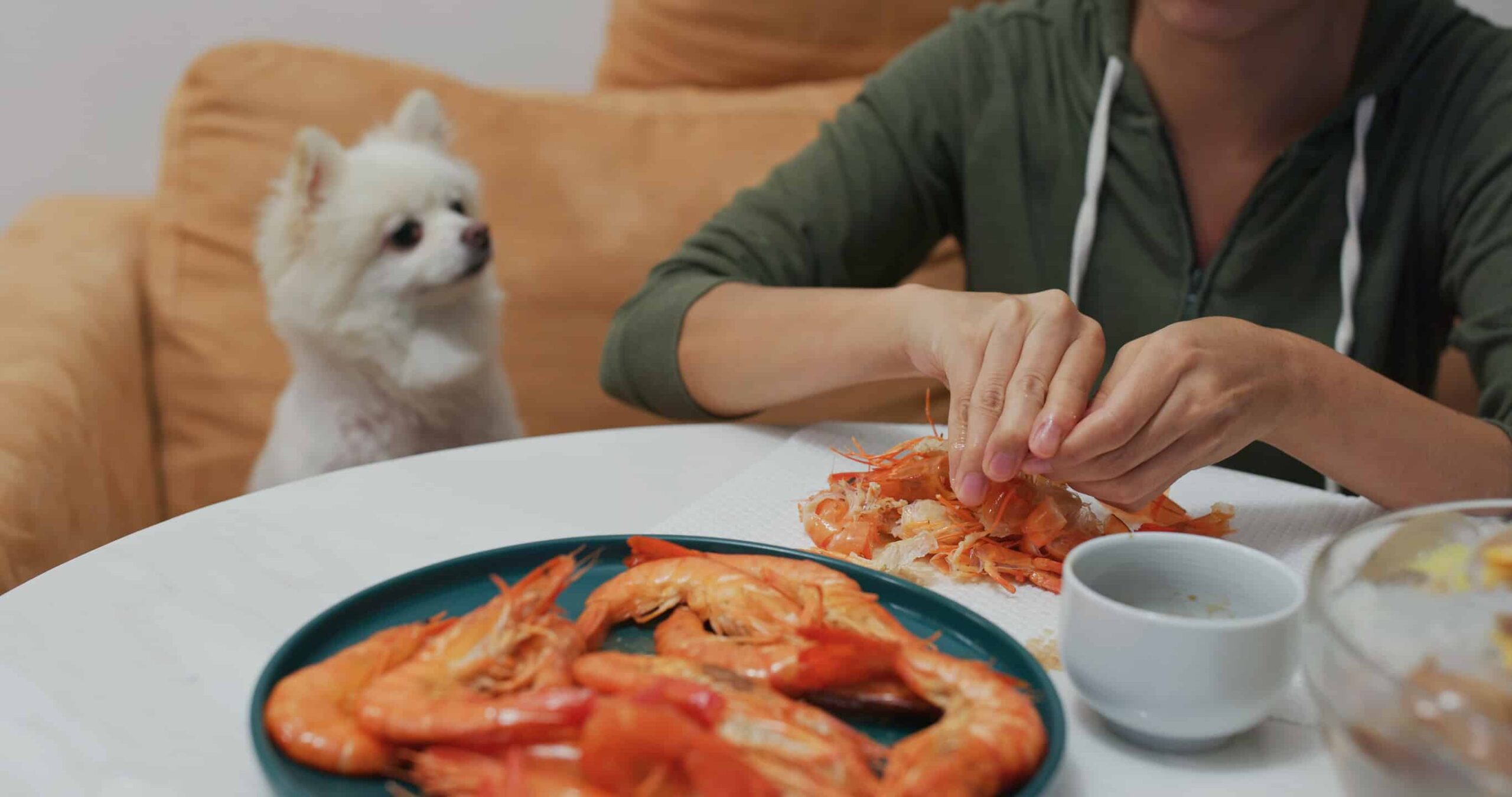 I cani possono mangiare gamberetti in sicurezza?  Quali sono i rischi?