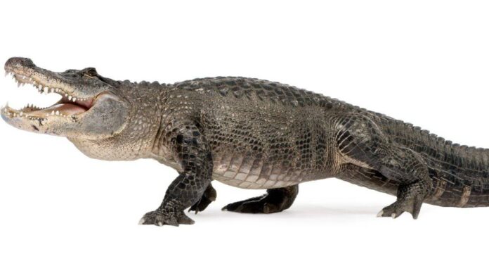  Quanti anni hanno gli alligatori?  Quando sono apparsi per la prima volta?
