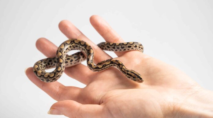 7 serpenti domestici che rimangono piccoli

