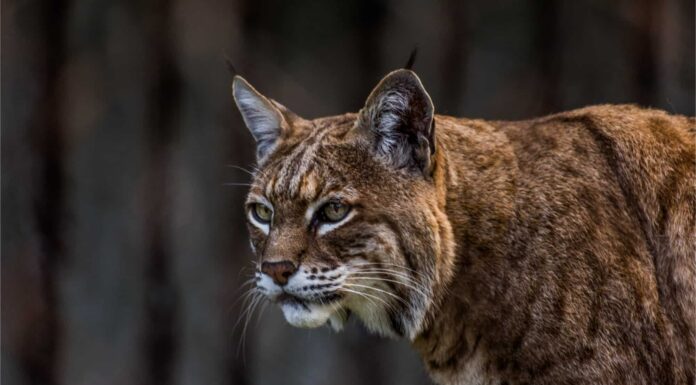 Guarda un gatto selvatico che combatte fino alla morte un serpente a sonagli
