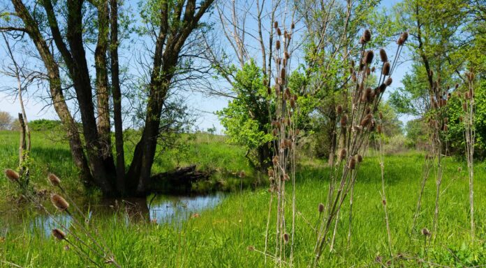 Scopri 9 piante che invadono il Texas
