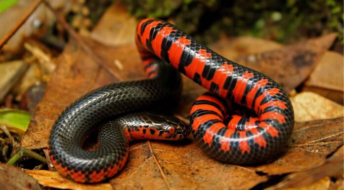 mud snake