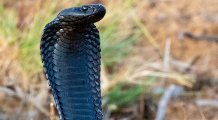 10 serpenti con veleno neurotossico
